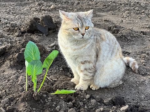 Cute cat sits on the ground near seedling.