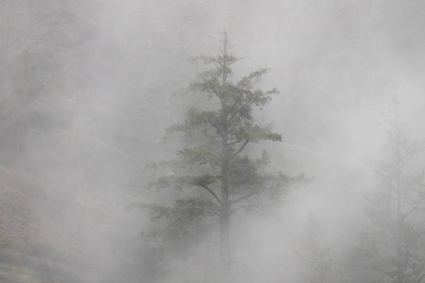 Foggy trees and rain in the mountains in Goldstream Provincial Park in Victoria, BC.