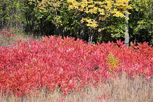 Colorful leaves on sumac plant in the fall.