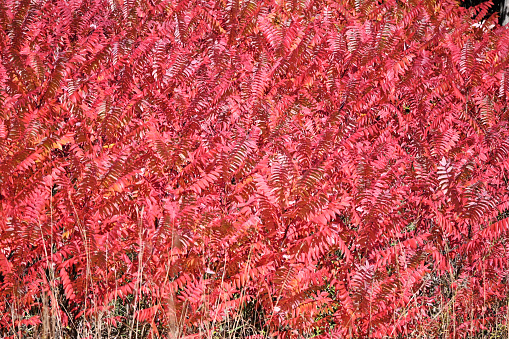 Colorful leaves on sumac plant in the fall.