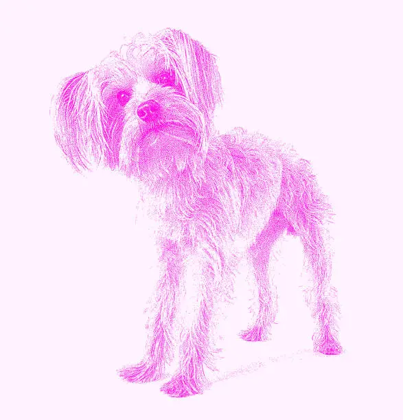 Vector illustration of Yorkshire Terrier Dog in animal shelter hoping to be adopted