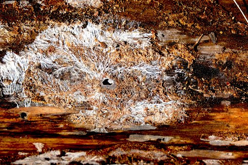 Patterns and traces of damage on the bark of old tree. Textured effect of scratches, damage insects. Close up tunnels.
