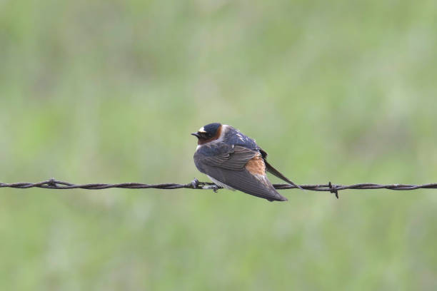 Swallow Bird Wire