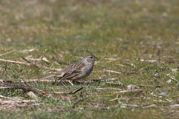 istock Golden-crowned Sparrow (zonotrichia atricapilla) perched in a grassy meadow 1926408208