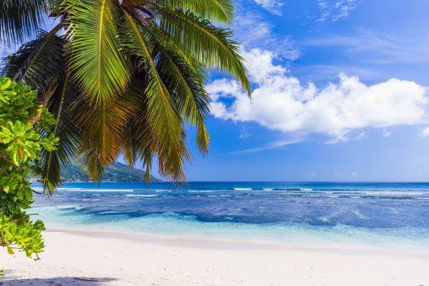 istock Beau Vallon beach, Seychelles. Coastal landscape with palm tree and white sand under cloudy sky 1926419287