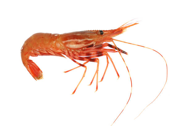 istock fresh raw red coral shrimp isolated on white background 1926425529