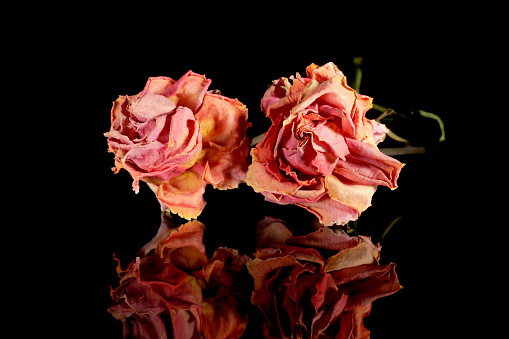 two dried roses against black background