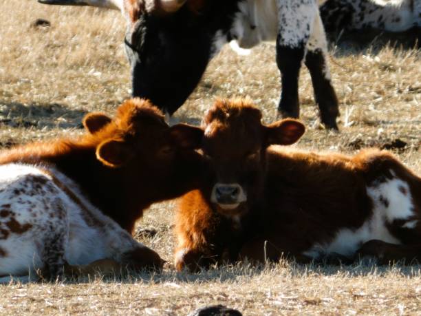 istock Two baby cows sharing a secret in a field. 1926433359