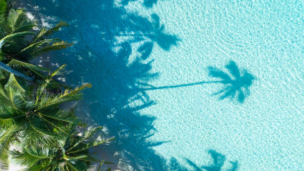 istock Summer palm tree  and Tropical beach with blue  of seashore background 1926433411