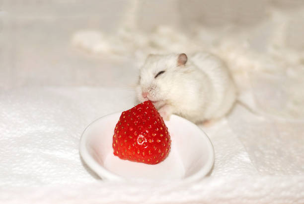 Campbell's dwarf hamster enjoying fresh strawberries!