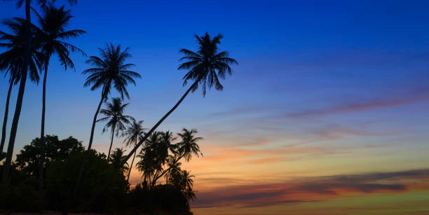 istock Banner Summer with colorful theme as palm trees background as texture frame background 1926445625
