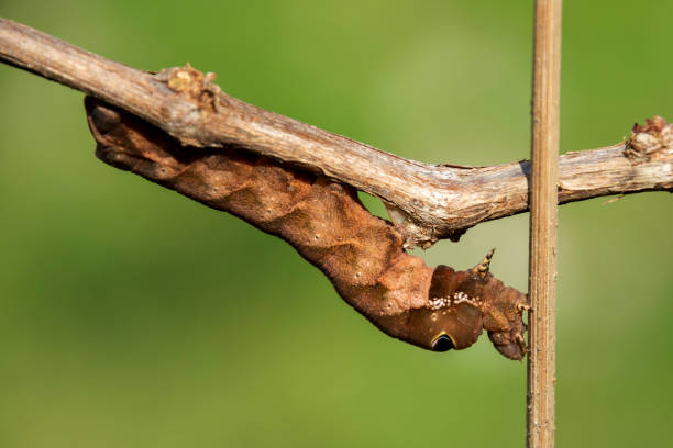 istock Large brown caterpillar plant pest 1926459498