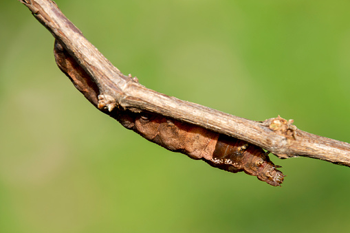 Large brown caterpillar plant pest