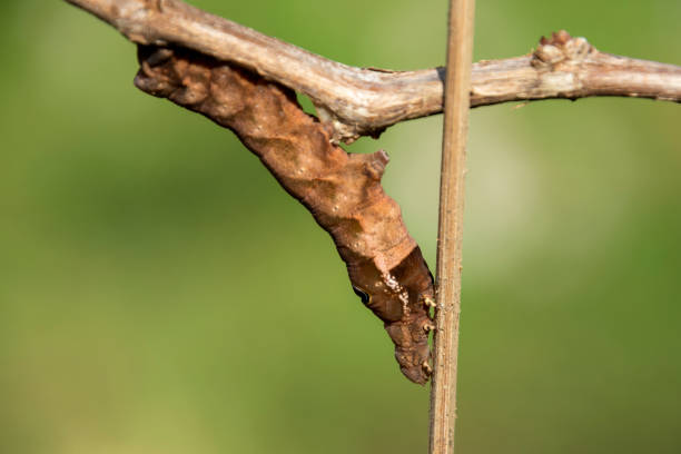 istock Large brown caterpillar plant pest 1926460019