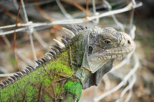 The rare Cayman Blue Iguana (Cyclura lewisi) is protected in the Queen Elizabeth II Botanic Park, where you can find the real natural habitat of this surprising creature. East End, Grand Cayman, Cayman Islands. 