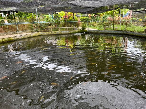 sandakan crocodile farm. the second largest town in sabah, malaysia. known as the natural city, sandakan visitors have the opportunity to explore wildlife sanctuaries and discovery centers. - sanctuaries foto e immagini stock