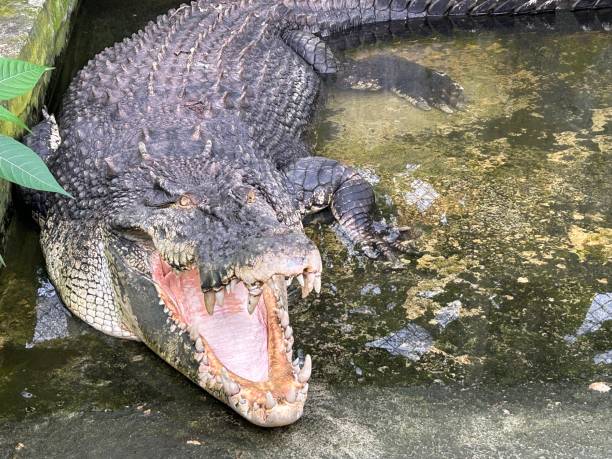 sandakan crocodile farm. the second largest town in sabah, malaysia. known as the natural city, sandakan visitors have the opportunity to explore wildlife sanctuaries and discovery centers. - sanctuaries foto e immagini stock