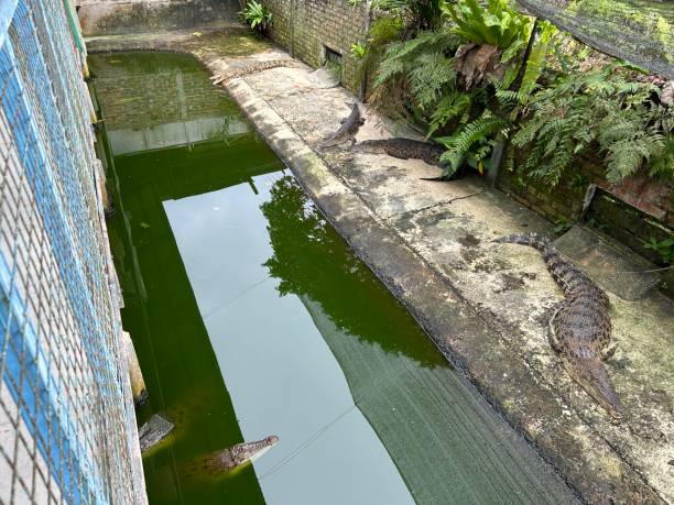 sandakan crocodile farm. the second largest town in sabah, malaysia. known as the natural city, sandakan visitors have the opportunity to explore wildlife sanctuaries and discovery centers. - sanctuaries foto e immagini stock