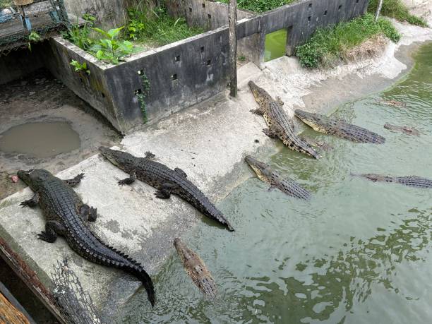 sandakan crocodile farm. the second largest town in sabah, malaysia. known as the natural city, sandakan visitors have the opportunity to explore wildlife sanctuaries and discovery centers. - sanctuaries foto e immagini stock