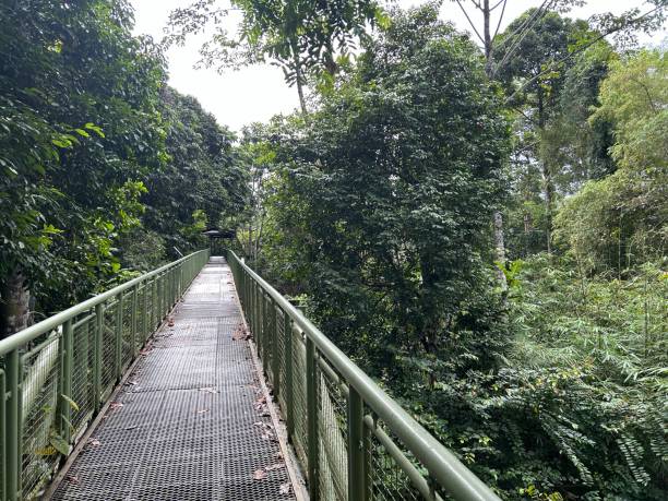 rainforest discovery center. sandakan is also the second largest town in sabah, malaysia. known as the natural city, sandakan visitors have the opportunity to explore wildlife sanctuaries and discovery centers. - sanctuaries foto e immagini stock