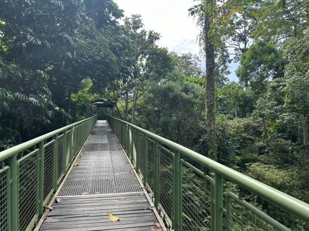 istock Rainforest Discovery Center. Sandakan is also the second largest town in Sabah, Malaysia. Known as the Natural City, Sandakan visitors have the opportunity to explore wildlife sanctuaries and discovery centers. 1926487029