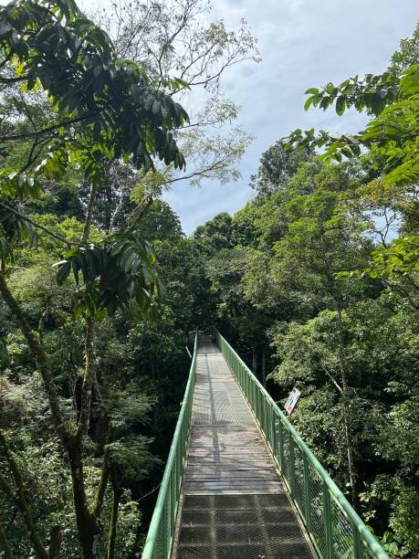 rainforest discovery center. sandakan is also the second largest town in sabah, malaysia. known as the natural city, sandakan visitors have the opportunity to explore wildlife sanctuaries and discovery centers. - sanctuaries fotografías e imágenes de stock