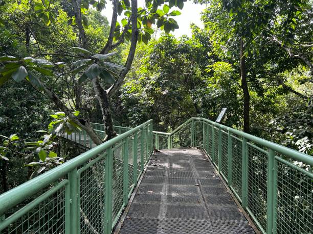 rainforest discovery center. sandakan is also the second largest town in sabah, malaysia. known as the natural city, sandakan visitors have the opportunity to explore wildlife sanctuaries and discovery centers. - sanctuaries fotografías e imágenes de stock