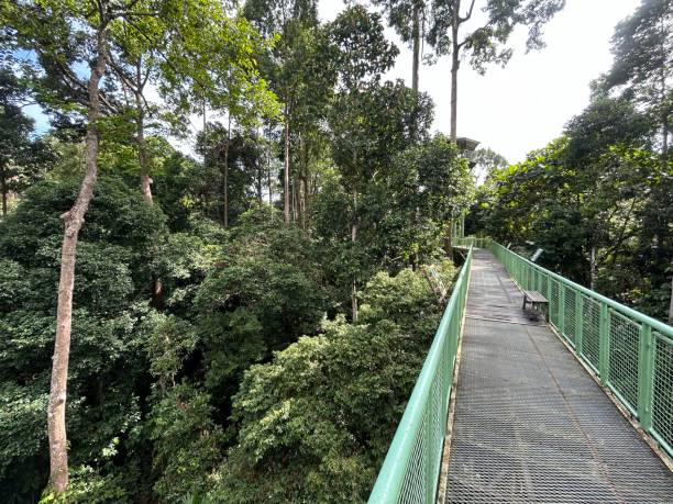 istock Rainforest Discovery Center. Sandakan is also the second largest town in Sabah, Malaysia. Known as the Natural City, Sandakan visitors have the opportunity to explore wildlife sanctuaries and discovery centers. 1926488112