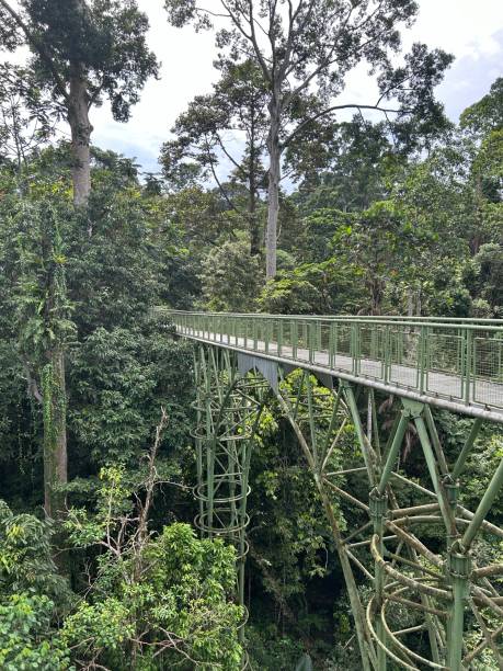 rainforest discovery center. sandakan is also the second largest town in sabah, malaysia. known as the natural city, sandakan visitors have the opportunity to explore wildlife sanctuaries and discovery centers. - sanctuaries foto e immagini stock