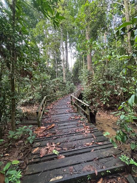 istock Rainforest Discovery Center. Sandakan is also the second largest town in Sabah, Malaysia. Known as the Natural City, Sandakan visitors have the opportunity to explore wildlife sanctuaries and discovery centers. 1926488678