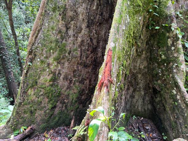 rainforest discovery center. sandakan is also the second largest town in sabah, malaysia. known as the natural city, sandakan visitors have the opportunity to explore wildlife sanctuaries and discovery centers. - sanctuaries fotografías e imágenes de stock