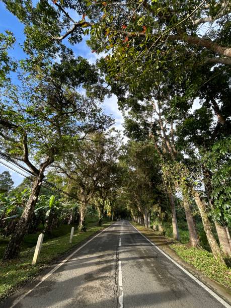 istock Rainforest Discovery Center. Sandakan is also the second largest town in Sabah, Malaysia. Known as the Natural City, Sandakan visitors have the opportunity to explore wildlife sanctuaries and discovery centers. 1926489728