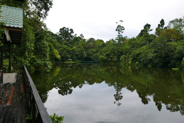 rainforest discovery center. sandakan is also the second largest town in sabah, malaysia. known as the natural city, sandakan visitors have the opportunity to explore wildlife sanctuaries and discovery centers. - sanctuaries fotografías e imágenes de stock