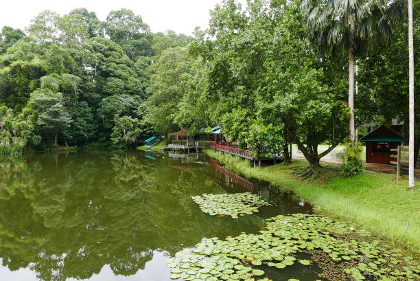 istock Rainforest Discovery Center. Sandakan is also the second largest town in Sabah, Malaysia. Known as the Natural City, Sandakan visitors have the opportunity to explore wildlife sanctuaries and discovery centers. 1926490240