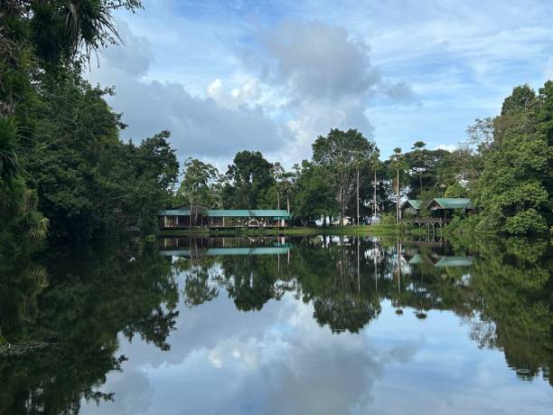 rainforest discovery center. sandakan is also the second largest town in sabah, malaysia. known as the natural city, sandakan visitors have the opportunity to explore wildlife sanctuaries and discovery centers. - sanctuaries foto e immagini stock