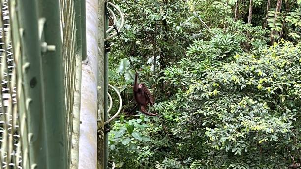 rainforest discovery center. sandakan is also the second largest town in sabah, malaysia. known as the natural city, sandakan visitors have the opportunity to explore wildlife sanctuaries and discovery centers. - sanctuaries fotografías e imágenes de stock