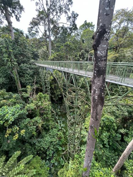 rainforest discovery center. sandakan is also the second largest town in sabah, malaysia. known as the natural city, sandakan visitors have the opportunity to explore wildlife sanctuaries and discovery centers. - sanctuaries foto e immagini stock