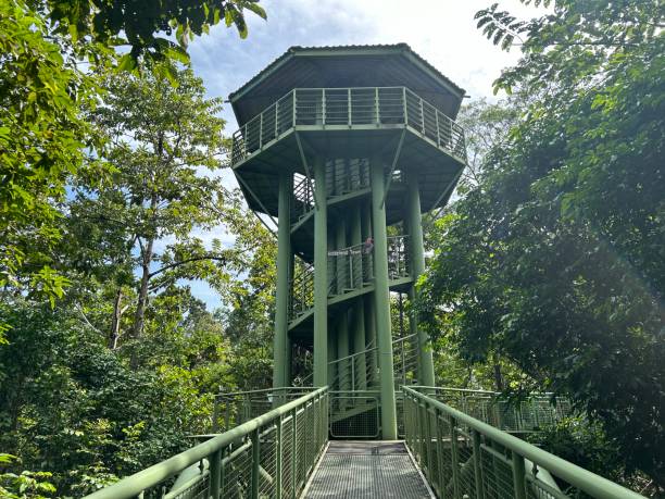 rainforest discovery center. sandakan is also the second largest town in sabah, malaysia. known as the natural city, sandakan visitors have the opportunity to explore wildlife sanctuaries and discovery centers. - sanctuaries fotografías e imágenes de stock