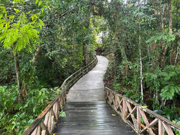 istock Rainforest Discovery Center. Sandakan is also the second largest town in Sabah, Malaysia. Known as the Natural City, Sandakan visitors have the opportunity to explore wildlife sanctuaries and discovery centers. 1926492867