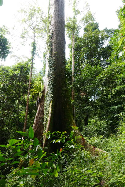 rainforest discovery center. sandakan is also the second largest town in sabah, malaysia. known as the natural city, sandakan visitors have the opportunity to explore wildlife sanctuaries and discovery centers. - sanctuaries fotografías e imágenes de stock