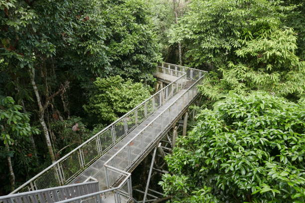 rainforest discovery center. sandakan is also the second largest town in sabah, malaysia. known as the natural city, sandakan visitors have the opportunity to explore wildlife sanctuaries and discovery centers. - sanctuaries foto e immagini stock