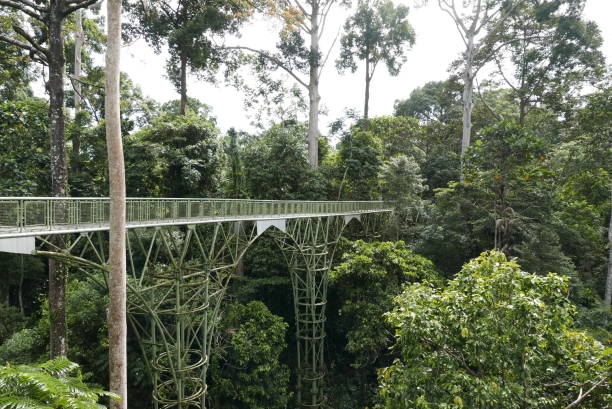 istock Rainforest Discovery Center. Sandakan is also the second largest town in Sabah, Malaysia. Known as the Natural City, Sandakan visitors have the opportunity to explore wildlife sanctuaries and discovery centers. 1926493911