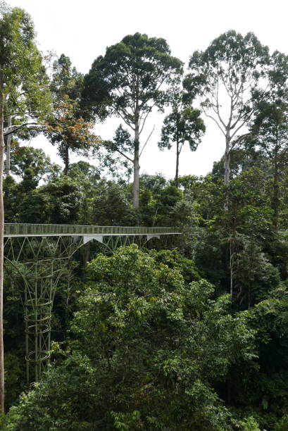 istock Rainforest Discovery Center. Sandakan is also the second largest town in Sabah, Malaysia. Known as the Natural City, Sandakan visitors have the opportunity to explore wildlife sanctuaries and discovery centers. 1926493921