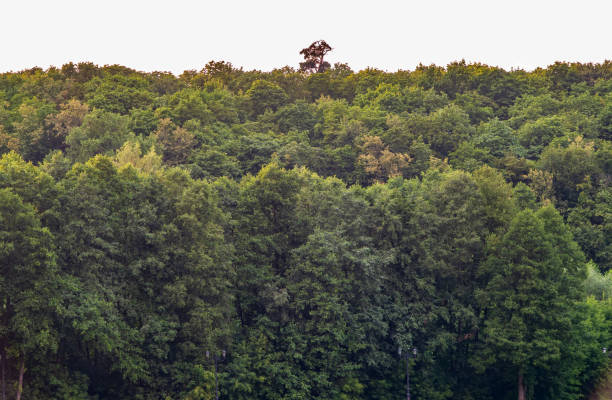 Thick green forest on the hillside. Spring colors in the mountain forest. Background image.