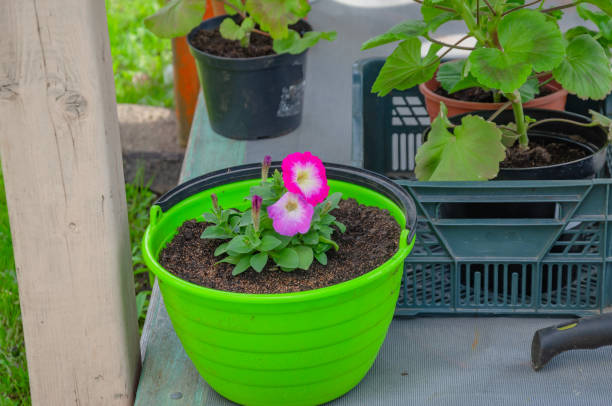 Transplanting Flowers In Planters For Garden Design. High quality photo