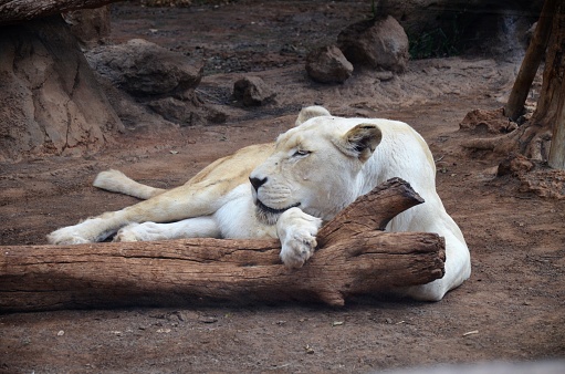 Old white lioness in the Jungle Park in Tenerife, Spain