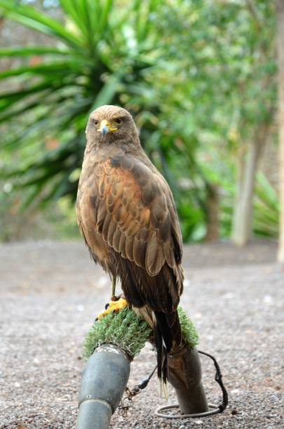 istock Juvenile Bald Eagle, Jungle Park, Tenerife 1926550979