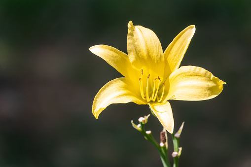 A yellow daylily flower, latin name Hemerocallis lilioasphodelus, at sunset. It is also known as lemon daylily, lemon lily, yellow daylily