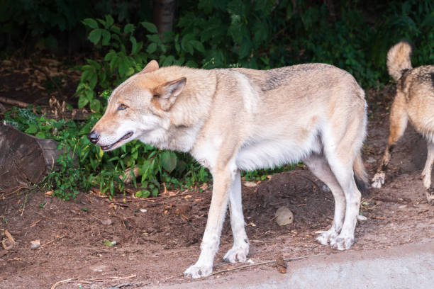 istock Gray wolf in forest on the green grass. The wolf, Canis lupus 1926554233