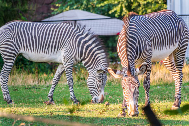 istock Grevy's zebra, lat Equus grevyi, also known as the imperial zebra eats green grass. 1926554752